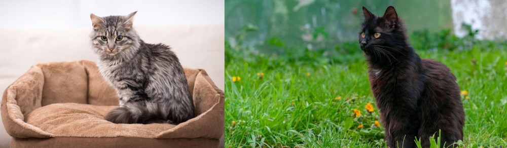 York Chocolate Cat vs Domestic Mediumhair - Breed Comparison