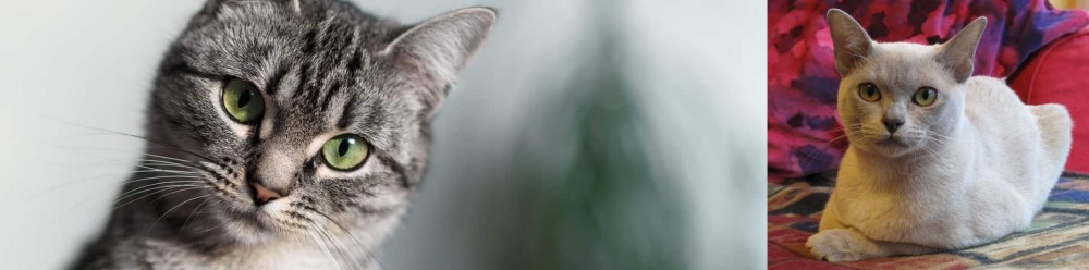 European Burmese vs Domestic Shorthaired Cat - Breed Comparison