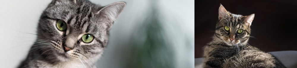 European Shorthair vs Domestic Shorthaired Cat - Breed Comparison