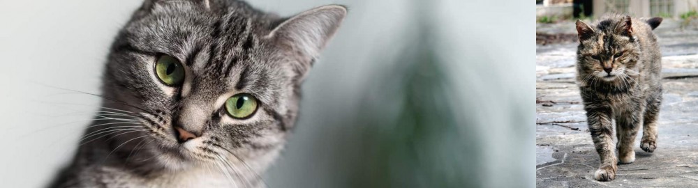 Farm Cat vs Domestic Shorthaired Cat - Breed Comparison