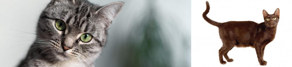 Havana Brown vs Domestic Shorthaired Cat - Breed Comparison