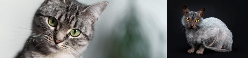 Lykoi vs Domestic Shorthaired Cat - Breed Comparison