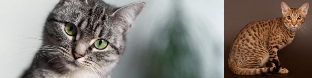 Ocicat vs Domestic Shorthaired Cat - Breed Comparison