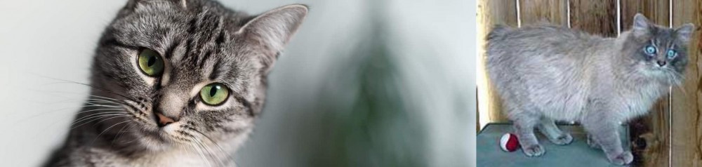 Owyhee Bob vs Domestic Shorthaired Cat - Breed Comparison