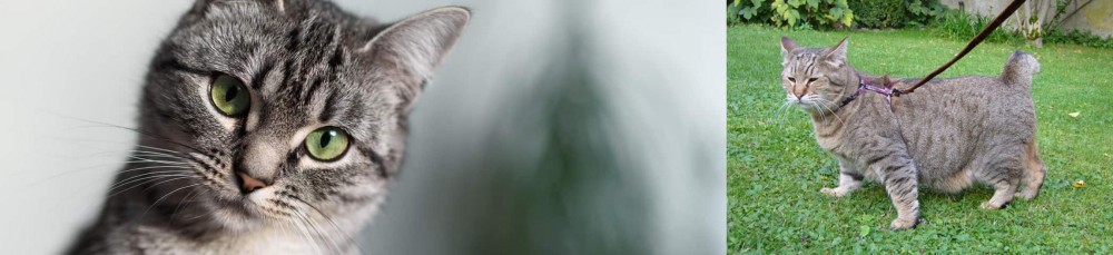 Pixie-bob vs Domestic Shorthaired Cat - Breed Comparison