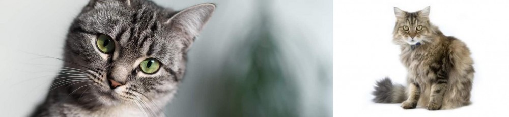 Ragamuffin vs Domestic Shorthaired Cat - Breed Comparison