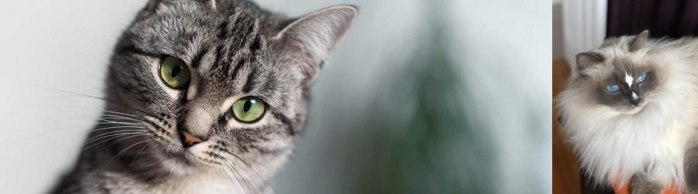 Ragdoll vs Domestic Shorthaired Cat - Breed Comparison