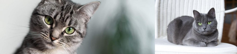 Russian Blue vs Domestic Shorthaired Cat - Breed Comparison