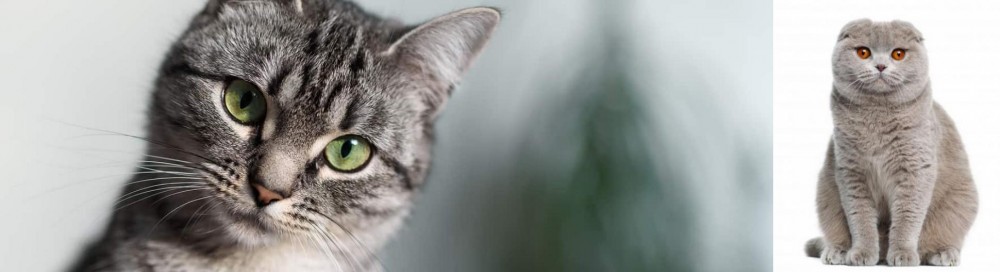 Scottish Fold vs Domestic Shorthaired Cat - Breed Comparison