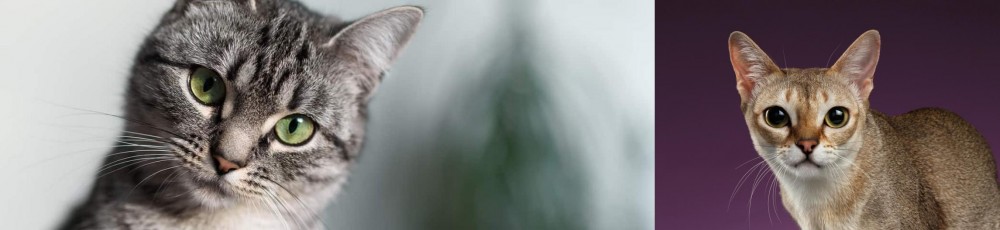 Singapura vs Domestic Shorthaired Cat - Breed Comparison