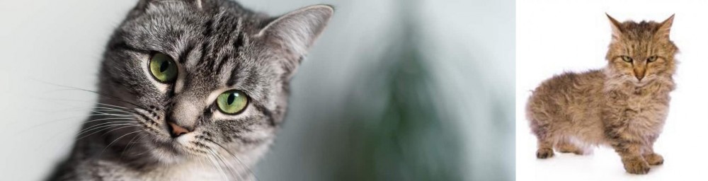 Skookum vs Domestic Shorthaired Cat - Breed Comparison
