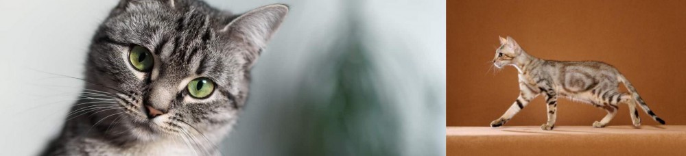Sokoke vs Domestic Shorthaired Cat - Breed Comparison