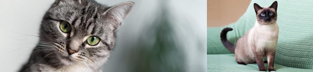 Traditional Siamese vs Domestic Shorthaired Cat - Breed Comparison
