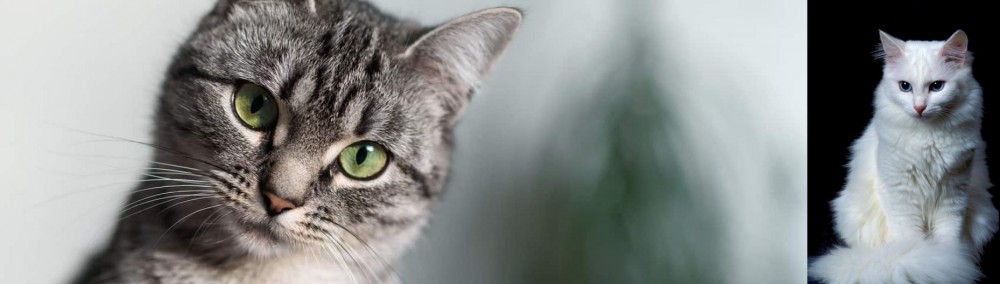 Turkish Angora vs Domestic Shorthaired Cat - Breed Comparison