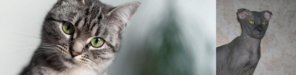 Ukrainian Levkoy vs Domestic Shorthaired Cat - Breed Comparison