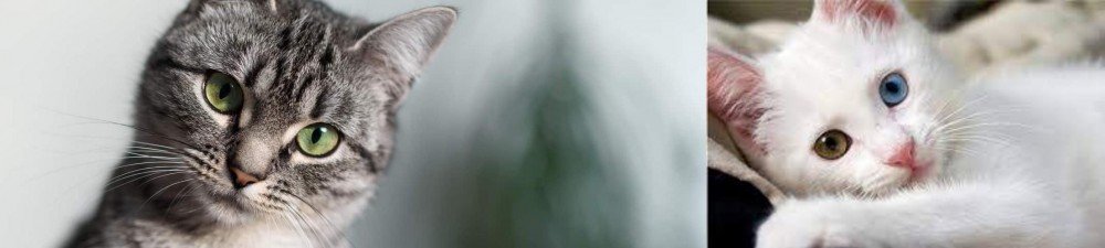 Van Kedisi vs Domestic Shorthaired Cat - Breed Comparison