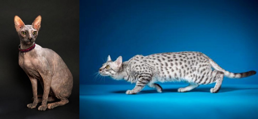 Egyptian Mau vs Don Sphynx - Breed Comparison