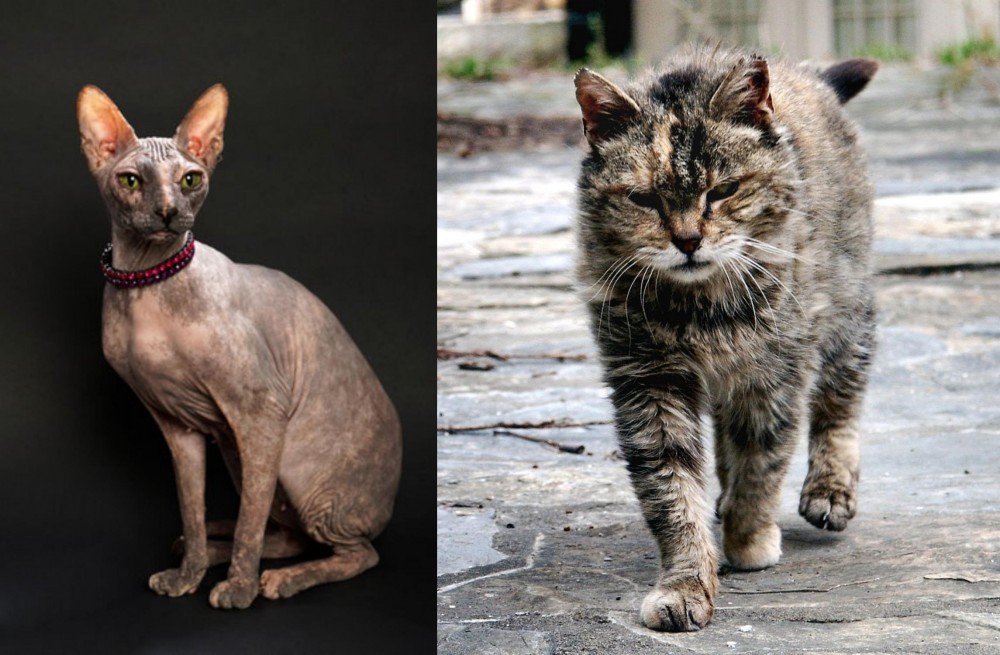 Farm Cat vs Don Sphynx - Breed Comparison