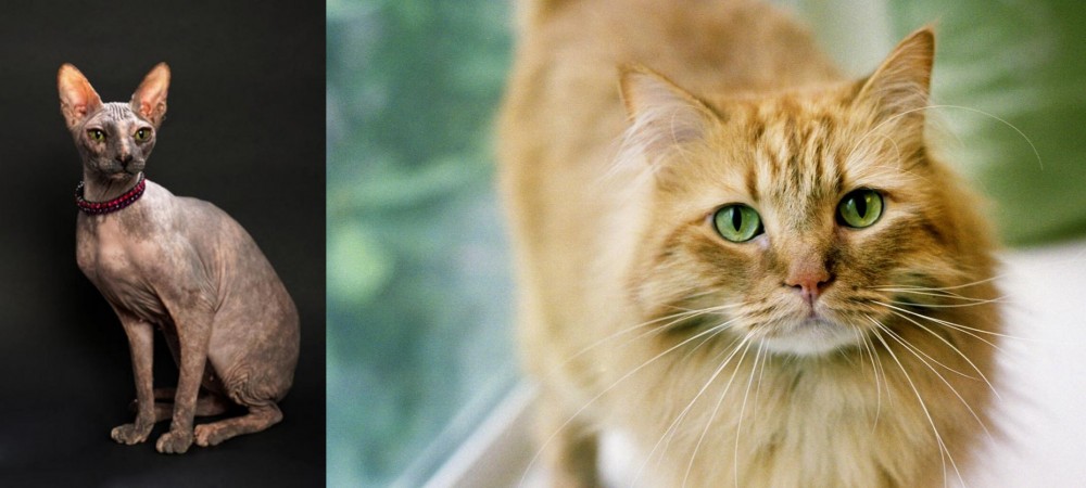Ginger Tabby vs Don Sphynx - Breed Comparison