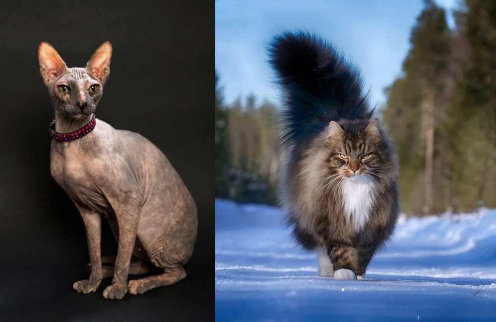 Norwegian Forest Cat vs Don Sphynx - Breed Comparison
