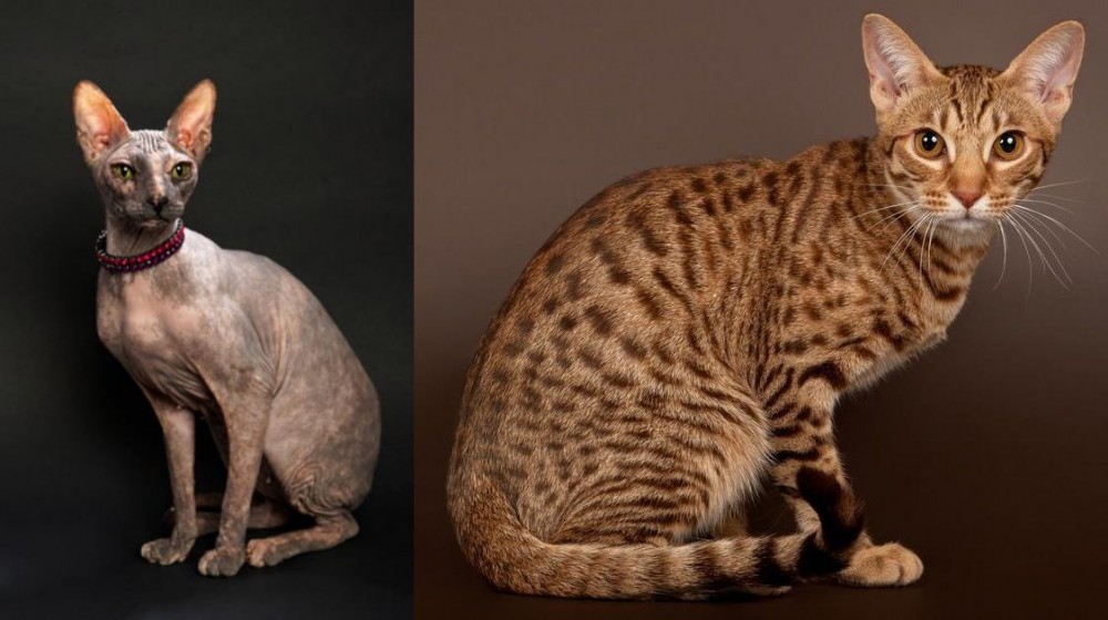 Ocicat vs Don Sphynx - Breed Comparison
