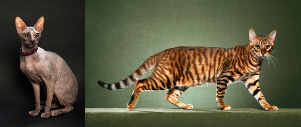 Toyger vs Don Sphynx - Breed Comparison