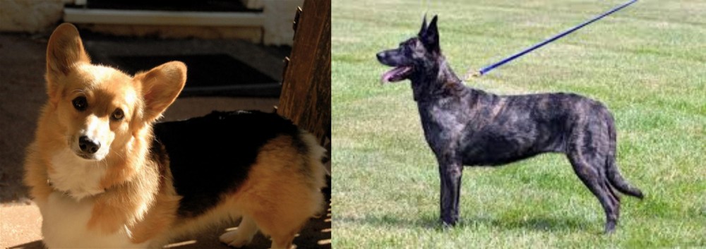 Dutch Shepherd vs Dorgi - Breed Comparison