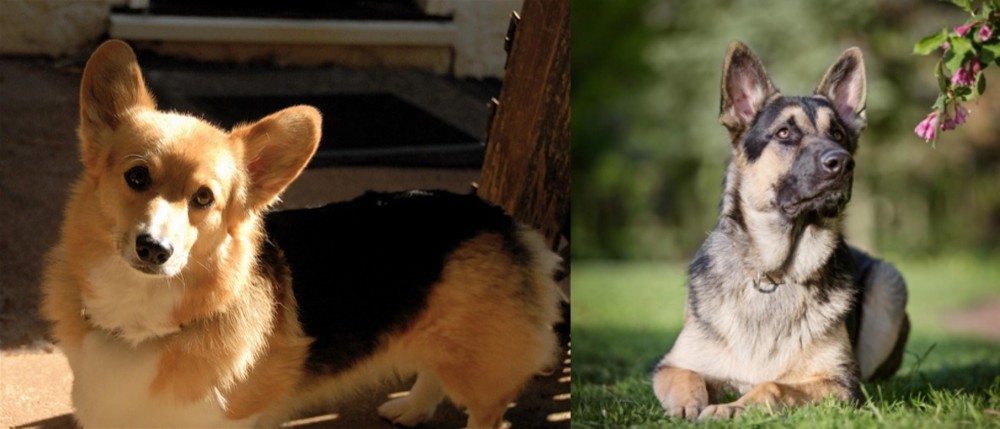 East European Shepherd vs Dorgi - Breed Comparison
