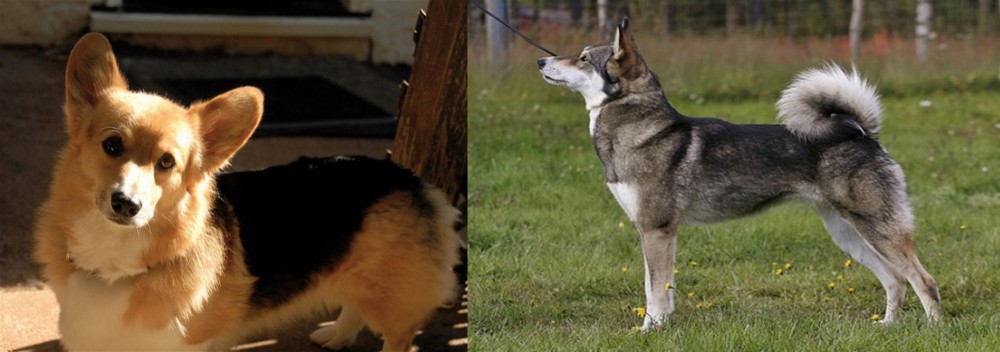 East Siberian Laika vs Dorgi - Breed Comparison