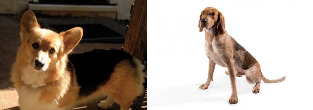 English Coonhound vs Dorgi - Breed Comparison