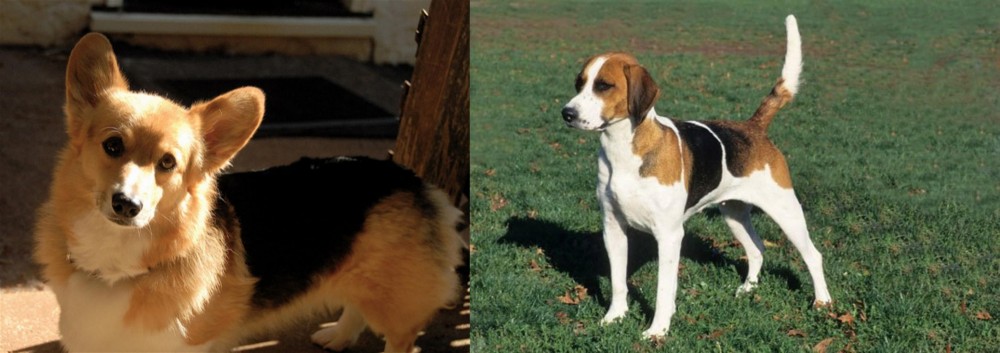 English Foxhound vs Dorgi - Breed Comparison