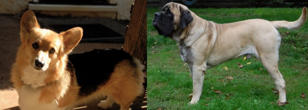 English Mastiff vs Dorgi - Breed Comparison