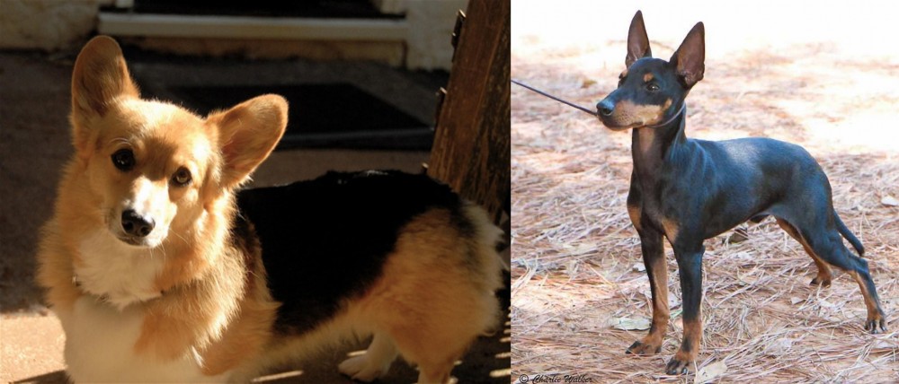English Toy Terrier (Black & Tan) vs Dorgi - Breed Comparison