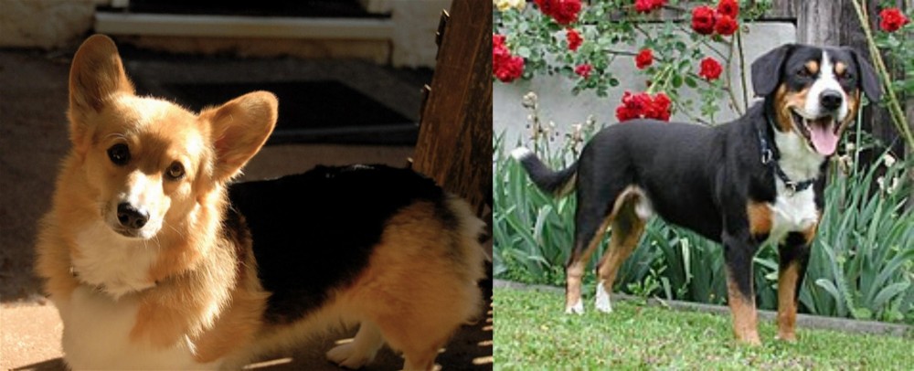 Entlebucher Mountain Dog vs Dorgi - Breed Comparison