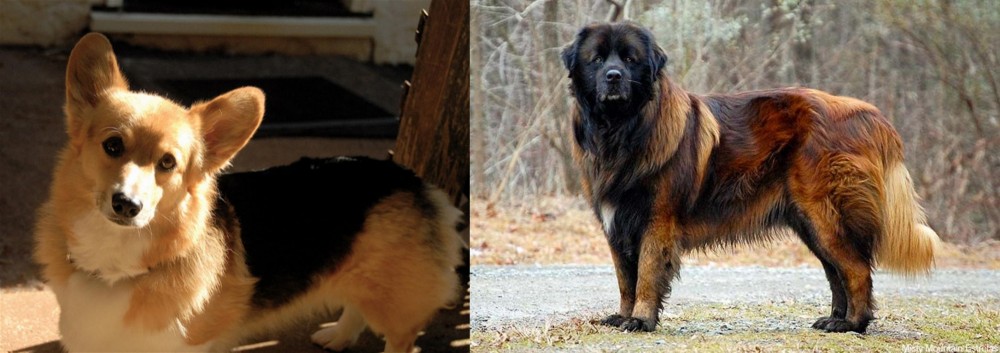 Estrela Mountain Dog vs Dorgi - Breed Comparison