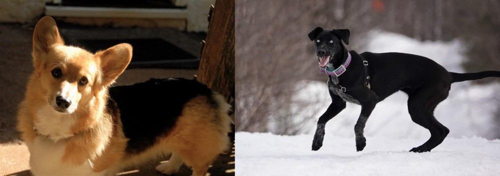 Eurohound vs Dorgi - Breed Comparison