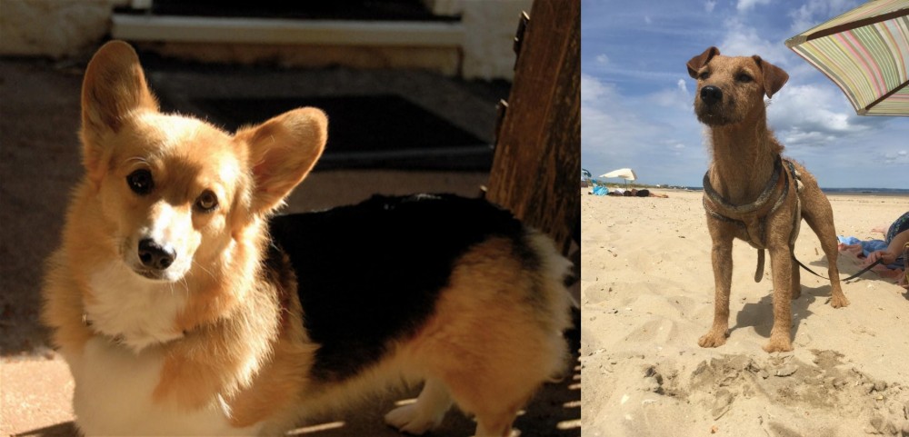 Fell Terrier vs Dorgi - Breed Comparison