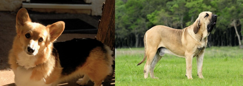 Fila Brasileiro vs Dorgi - Breed Comparison
