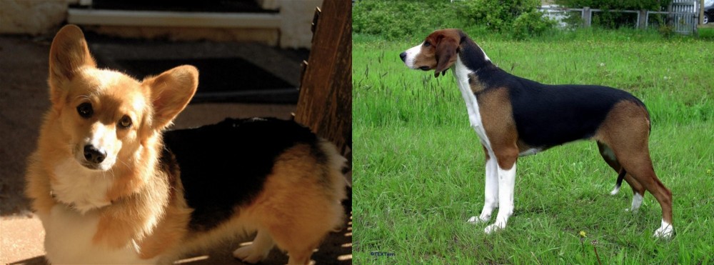 Finnish Hound vs Dorgi - Breed Comparison