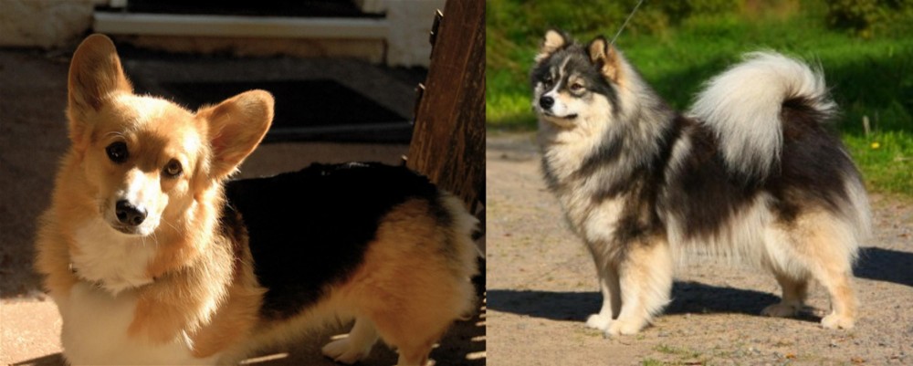 Finnish Lapphund vs Dorgi - Breed Comparison