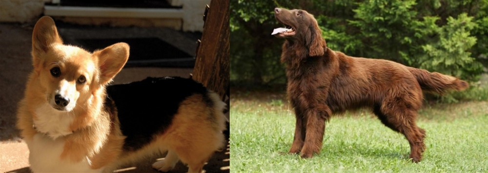 Flat-Coated Retriever vs Dorgi - Breed Comparison