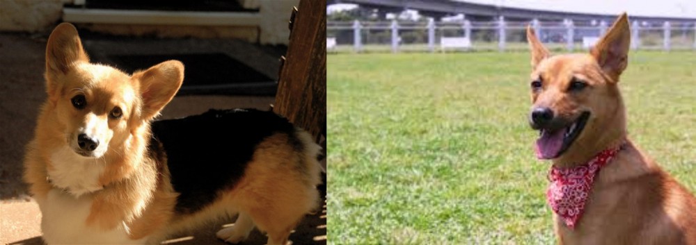 Formosan Mountain Dog vs Dorgi - Breed Comparison