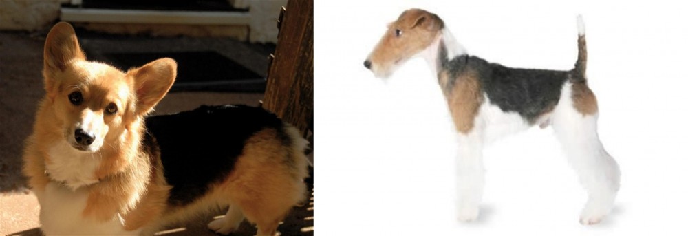 Fox Terrier vs Dorgi - Breed Comparison