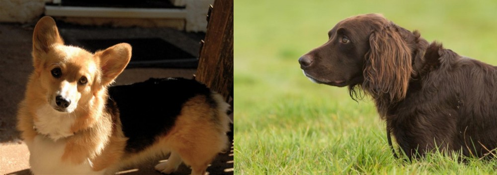German Longhaired Pointer vs Dorgi - Breed Comparison