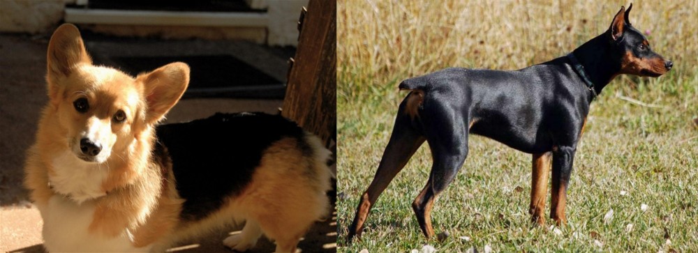 German Pinscher vs Dorgi - Breed Comparison