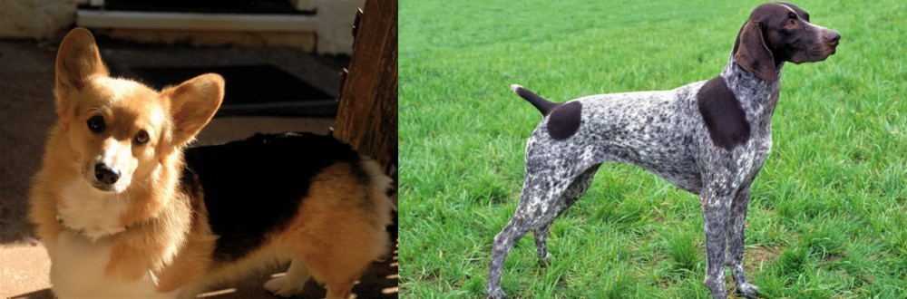 German Shorthaired Pointer vs Dorgi - Breed Comparison