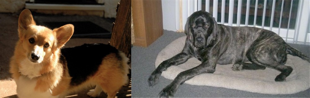 Giant Maso Mastiff vs Dorgi - Breed Comparison