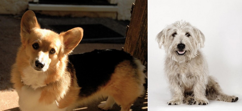 Glen of Imaal Terrier vs Dorgi - Breed Comparison
