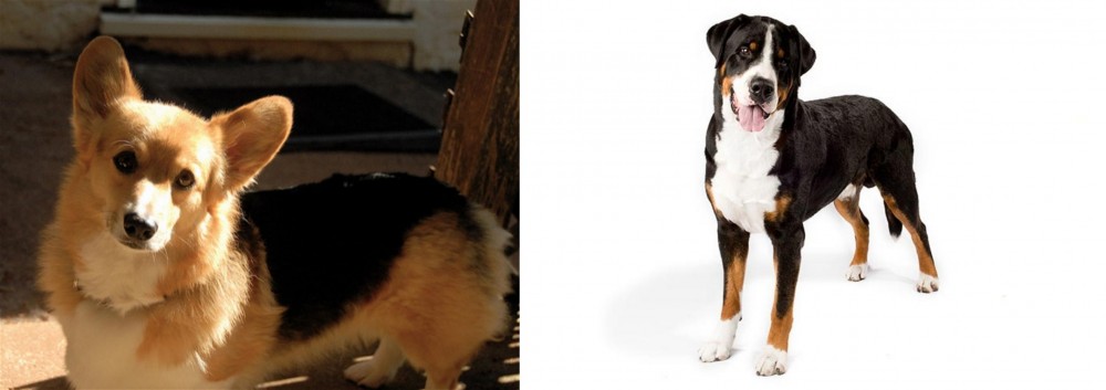 Greater Swiss Mountain Dog vs Dorgi - Breed Comparison