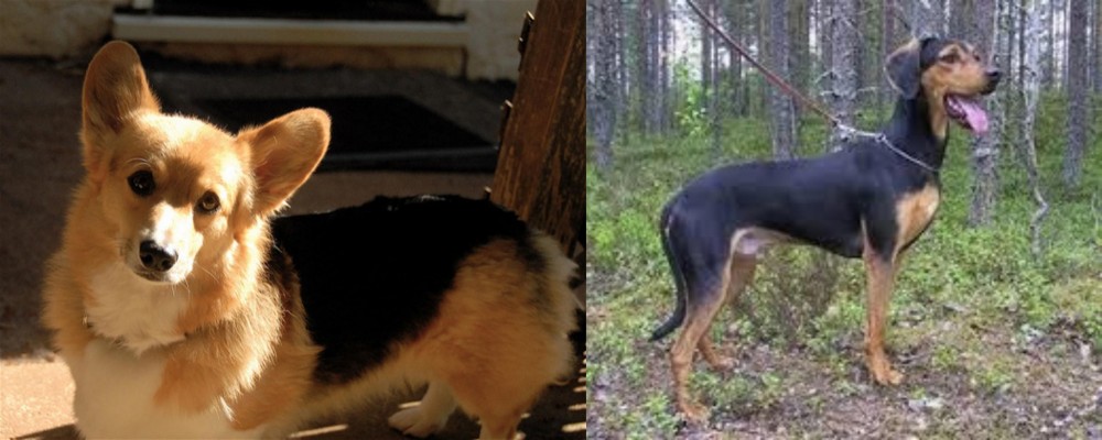 Greek Harehound vs Dorgi - Breed Comparison